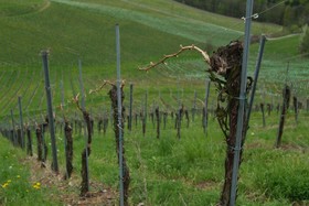 Weingut Primus