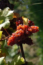 Weingut Primus
