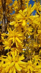 Tyrolis