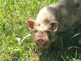 Wagnermoosgütl