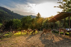 Pension Gasthof Silvia