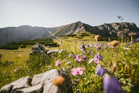 TRIFORÊT alpin.resort