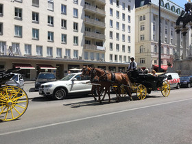 Heart of Vienna Homes