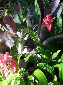 Bellbird Cottage B&B