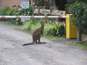Jervis Bay Cabins & Camping