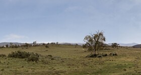 Manna Tree Farm