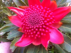 Kiama Bed & Breakfast