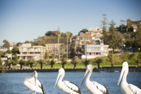 The Sebel Harbourside Kiama