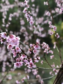 Elizabeth Tiny House