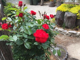 Corner Manor Leura