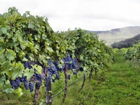 Ascella Organic Wine