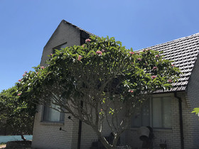 Frangipani House B&B
