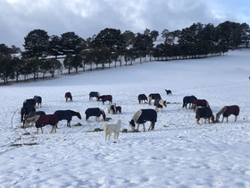 High Country Trail Rides & Farm Stay