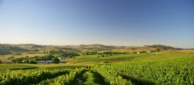 Turners Vineyard