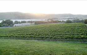 Turners Vineyard