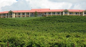 Turners Vineyard