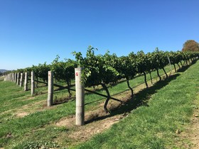 Turners Vineyard