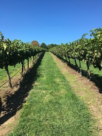 Turners Vineyard