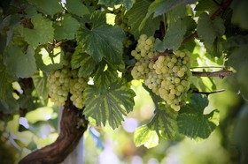 The Fullerton Hotel Sydney