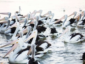 ibis Styles The Entrance