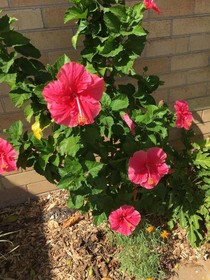 AAOK Riverdale Caravan Park