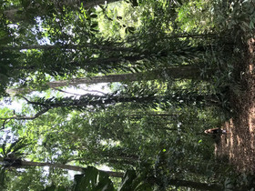 Daintree Crocodylus