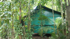 Daintree Crocodylus
