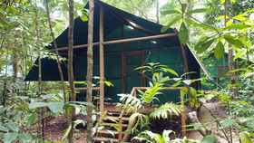 Daintree Crocodylus