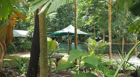 Daintree Crocodylus