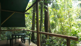 Daintree Crocodylus
