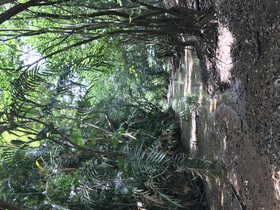 Daintree Crocodylus