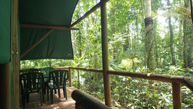 Daintree Crocodylus