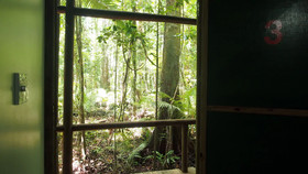 Daintree Crocodylus