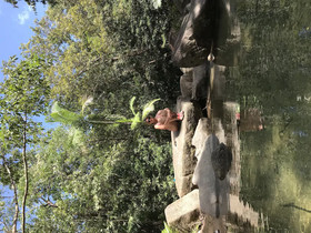 Daintree Crocodylus