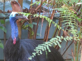 Daintree Rainforest Retreat