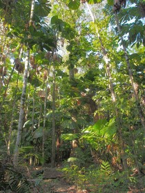 Daintree Wilderness Lodge