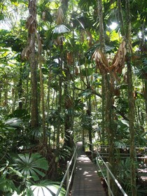 Daintree Wilderness Lodge
