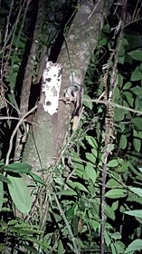 Daintree Wilderness Lodge