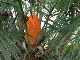 The Shores Holiday Apartments