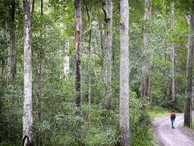 Alaya Verde