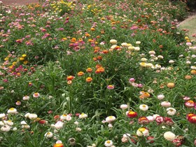 Eastgate Motel on the Range