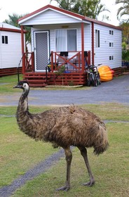 NRMA Capricorn Yeppoon Holiday Park
