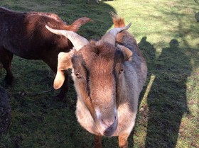 Mole Creek Holiday Village
