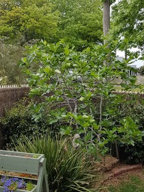 Healesville House - Fig Tree House
