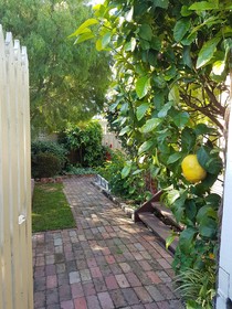 Healesville House - Fig Tree House