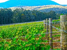 Valley Farm Vineyard