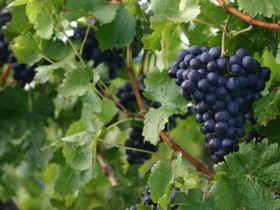 Valley Farm Vineyard