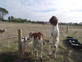 The Oxley Estate Bed & Breakfast