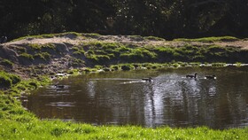 Limosa Rise
