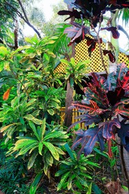 Habitat Resort Broome